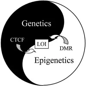 Cancer genetics Epigenetics