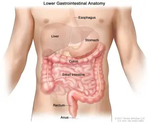 Healthy thyroid Gland