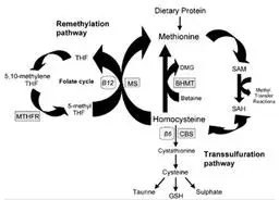 homocysteine metabolic pathways figure