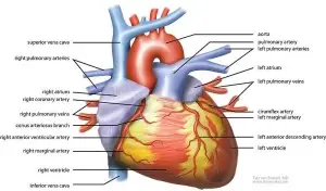 wiki heart antomy ties van brussel