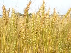 Wheat production