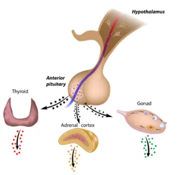 Hypothalamus and hormonal imbalances