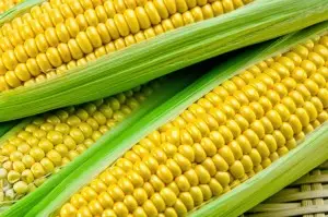 Sweet corn