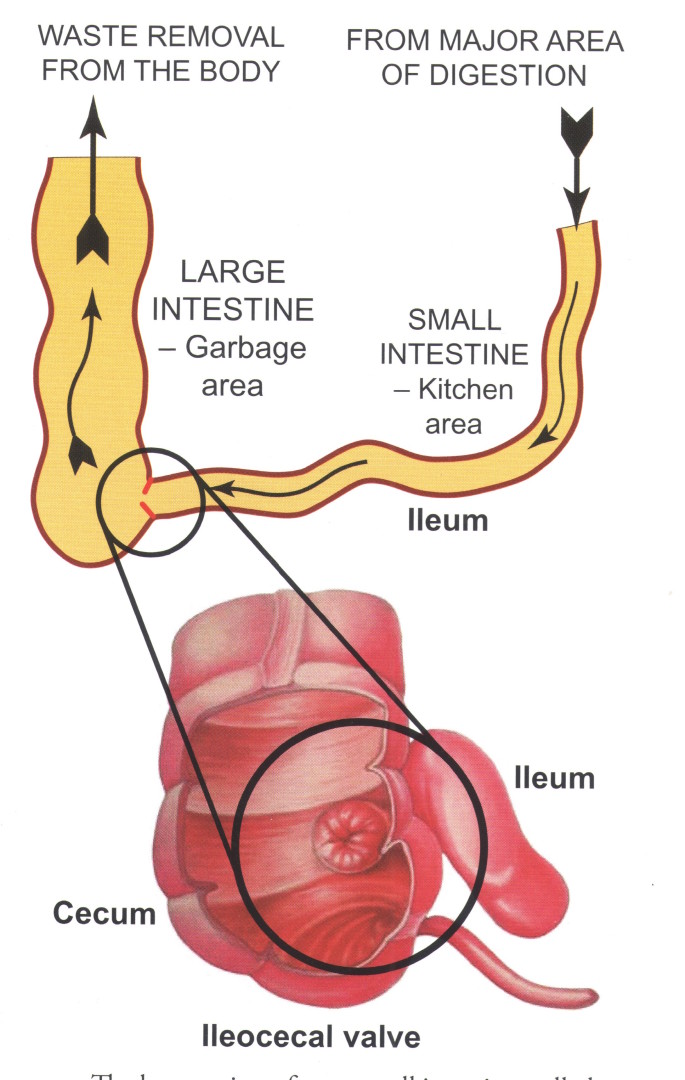 Diarrhea: A Natural Detox or a Health Warning? Understanding the Causes and Solutions Scan 1