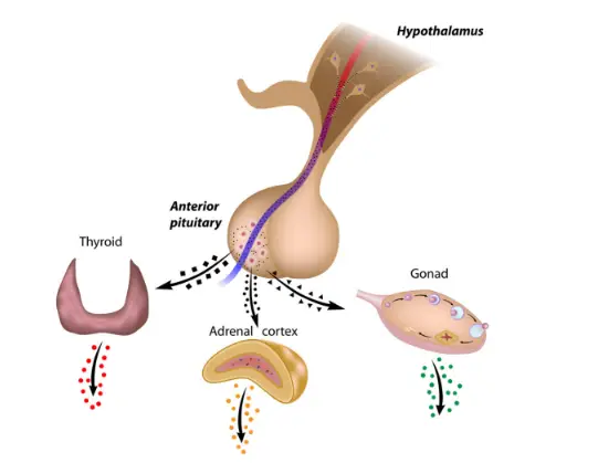 Do You Have Thyroid Disease? Hormone