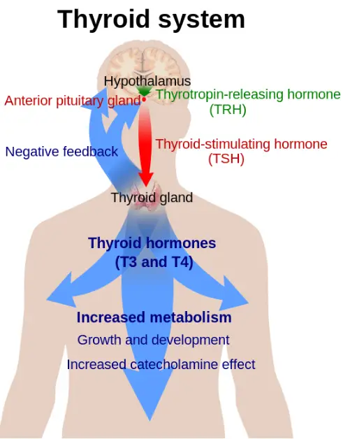 Thyroid system