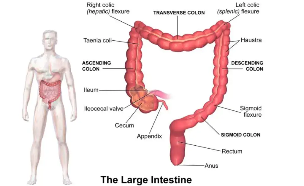 micro biome meal suggestions allergies immunoglobins