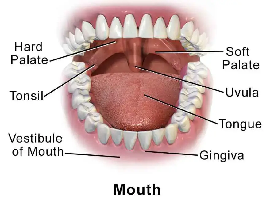 Mouth and Stomach