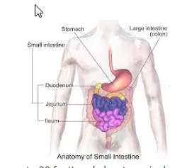 small intestine