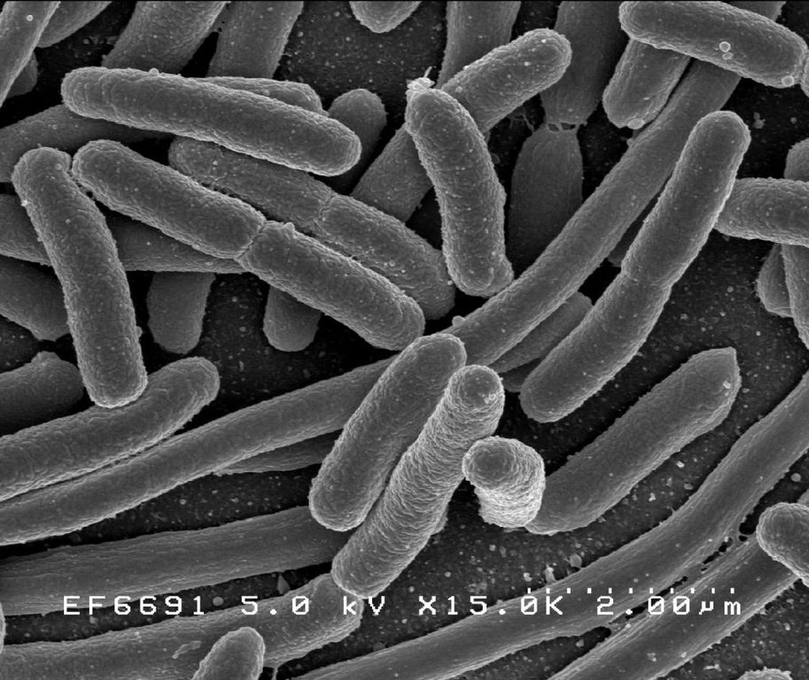San Rafael Chiropractor Dr. Ilya, DC, DIBAK Review about The Microbiome Microbiome