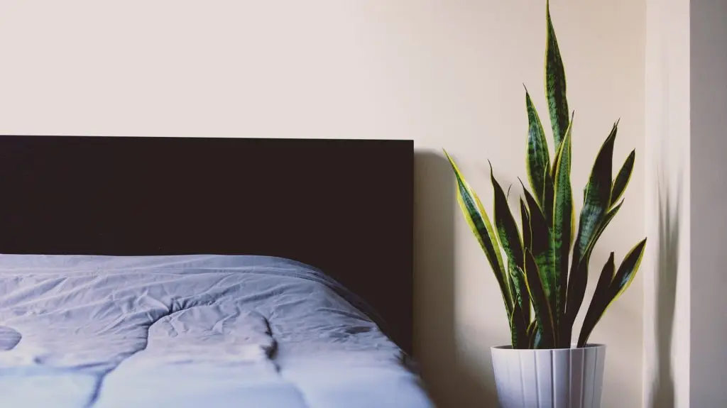 "Green" Mattress Certifications and What They Mean Mattress