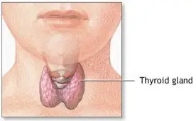 Thyroid Gland and Thyroid Disease