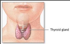 Do You Have Thyroid Disease? 10 Hormone Myths