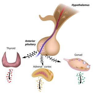 Hormones and Hormone Labs Depositphotos_12647206_m