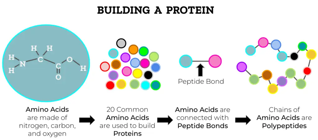Basic Protein Structure