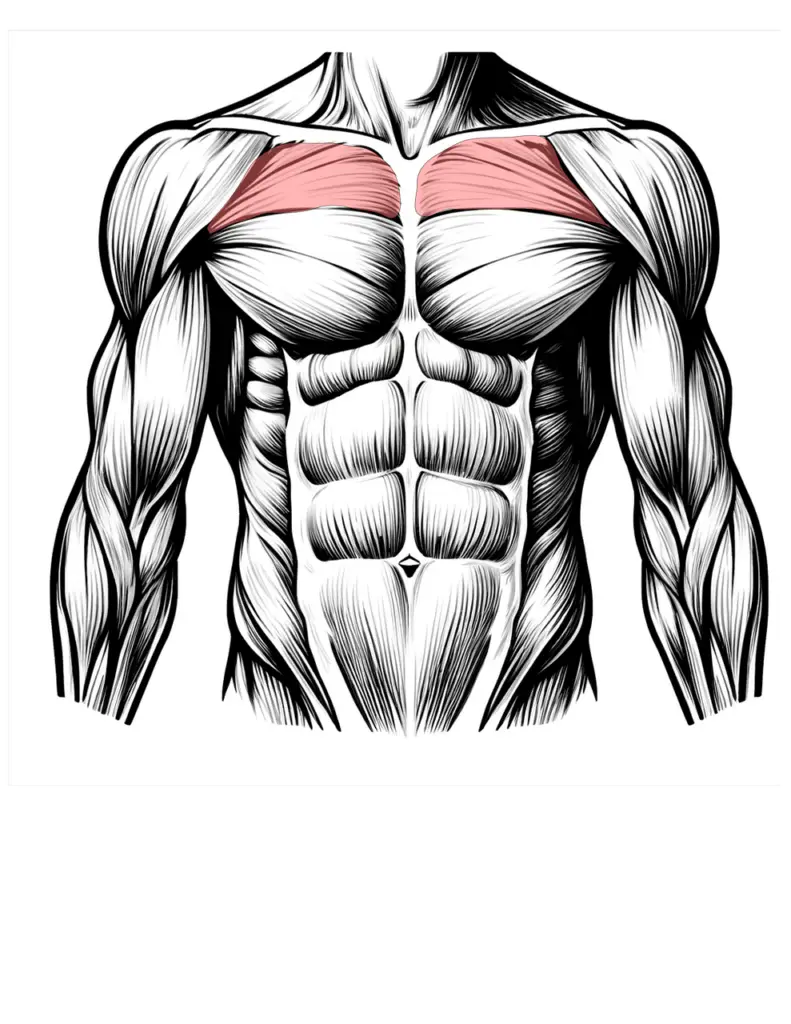 Muscles Reveal About Your Overall Health