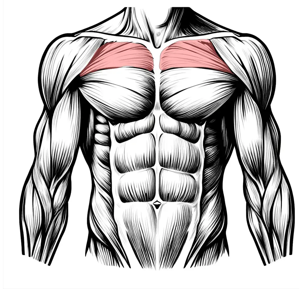 Muscles Reveal About Your Overall Health