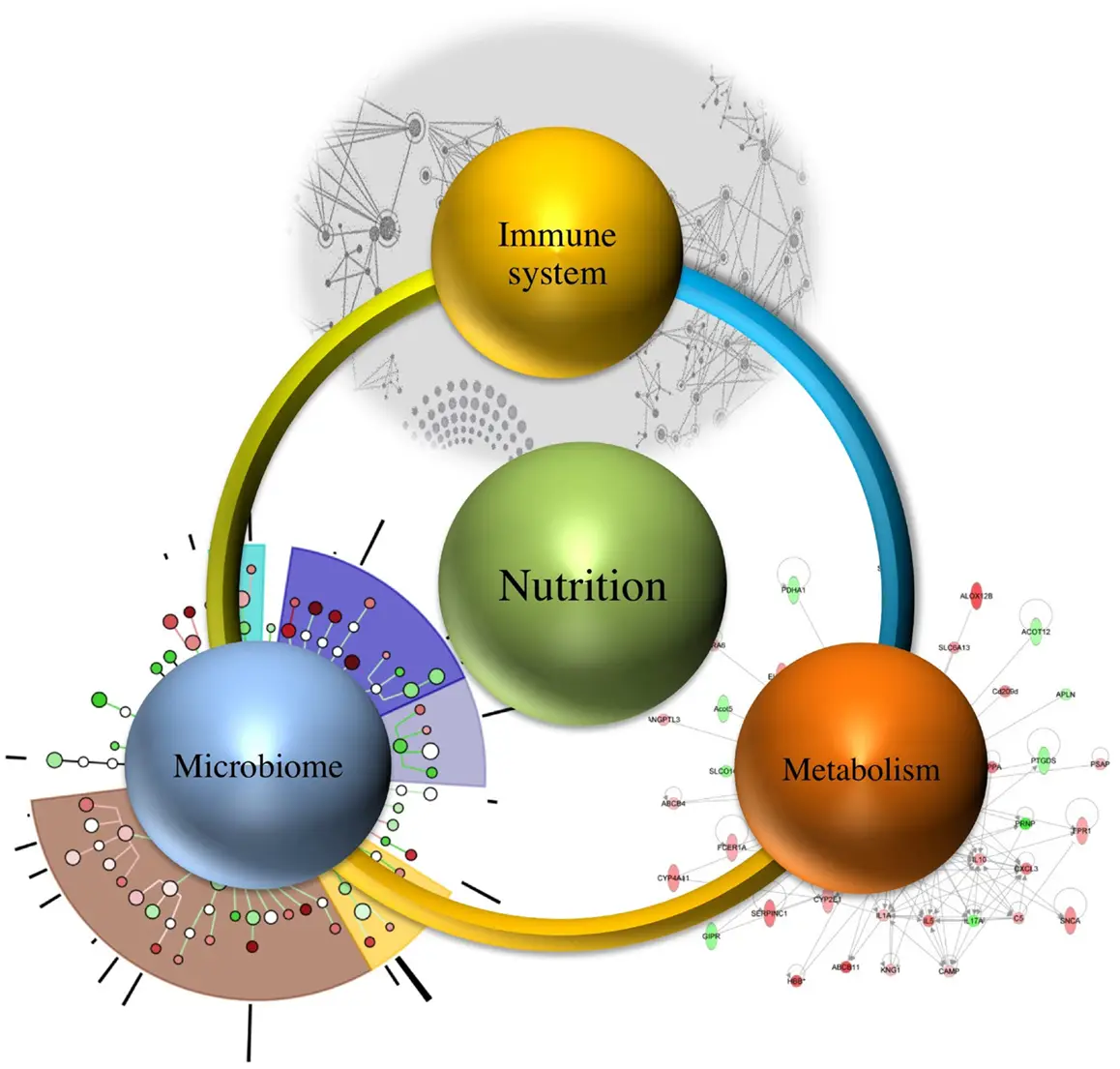 Graves’ Disease / Overactive Thyroid Gut and Immune