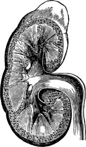 Gut Health & Digestion image 25