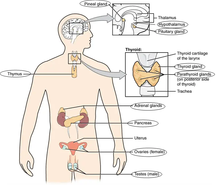 Thyroid Problems, Fatigue & Brain Fog: The Hidden Dangers of Hair Gel and Perfume image1 10